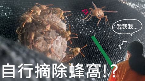 家裡外面有蜂窩|家中蜂患？這樣做最好